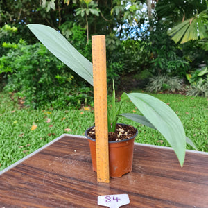 #84 Epipremnum Amplissimum