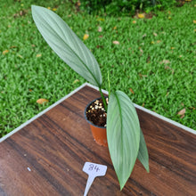 Load image into Gallery viewer, #84 Epipremnum Amplissimum