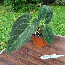 Load image into Gallery viewer, #340 Anthurium &#39;Dark Night&#39;
