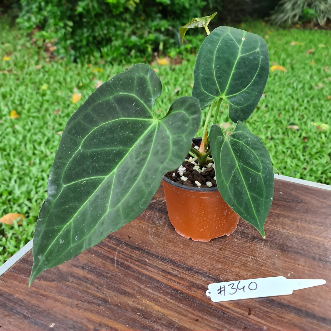 #340 Anthurium 'Dark Night'