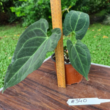 Load image into Gallery viewer, #340 Anthurium &#39;Dark Night&#39;