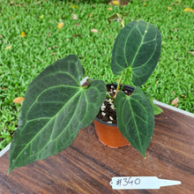 Load image into Gallery viewer, #340 Anthurium &#39;Dark Night&#39;