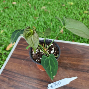 #340 Anthurium 'Dark Night'