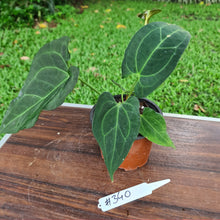 Load image into Gallery viewer, #340 Anthurium &#39;Dark Night&#39;