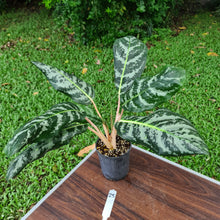 Load image into Gallery viewer, #25 Aglaonema Hybrid