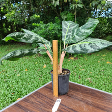 Load image into Gallery viewer, #25 Aglaonema Hybrid