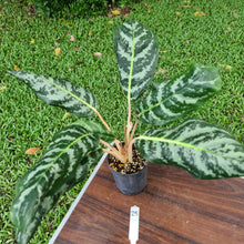 Load image into Gallery viewer, #25 Aglaonema Hybrid