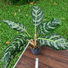 Load image into Gallery viewer, #25 Aglaonema Hybrid