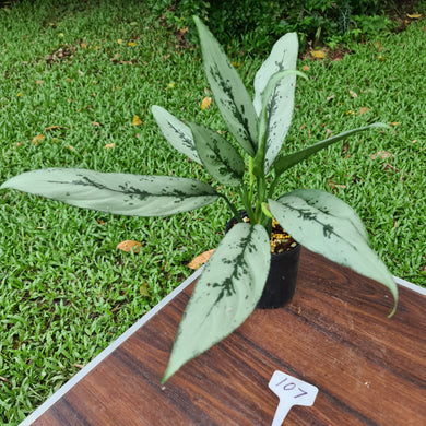 #107 Aglaonema Hybrid