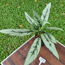 Load image into Gallery viewer, #107 Aglaonema Hybrid