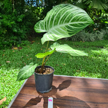 Load image into Gallery viewer, #94 Variegated Phyllotaenium Lindenii &#39;Cream Cheese&#39;