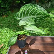 Load image into Gallery viewer, #94 Variegated Phyllotaenium Lindenii &#39;Cream Cheese&#39;