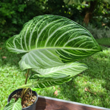 Load image into Gallery viewer, #94 Variegated Phyllotaenium Lindenii &#39;Cream Cheese&#39;