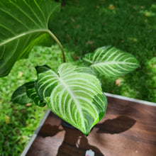 Load image into Gallery viewer, #94 Variegated Phyllotaenium Lindenii &#39;Cream Cheese&#39;