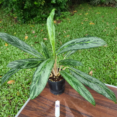 #86 Aglaonema Hybrid