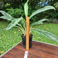 Load image into Gallery viewer, #86 Aglaonema Hybrid