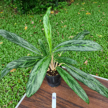Load image into Gallery viewer, #86 Aglaonema Hybrid