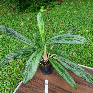 #86 Aglaonema Hybrid