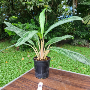 #86 Aglaonema Hybrid