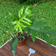 Load image into Gallery viewer, #77 Philodendron Mayoi