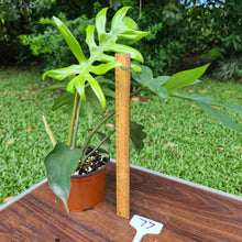 Load image into Gallery viewer, #77 Philodendron Mayoi