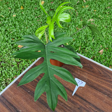 Load image into Gallery viewer, #77 Philodendron Mayoi