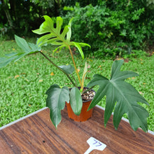 Load image into Gallery viewer, #77 Philodendron Mayoi