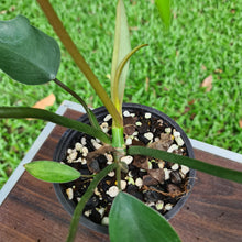 Load image into Gallery viewer, #77 Philodendron Mayoi