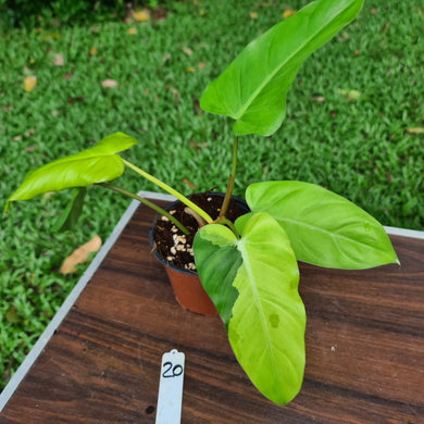 #20 Philodendron Golden Erubescens