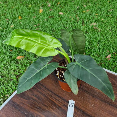 #15 Philodendron Maximum