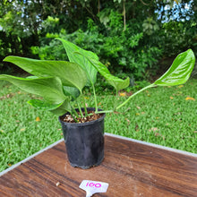 Load image into Gallery viewer, #100 Monstera Peru / Karstenianum