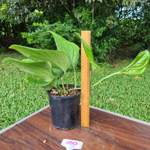Load image into Gallery viewer, #100 Monstera Peru / Karstenianum