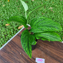 Load image into Gallery viewer, #100 Monstera Peru / Karstenianum