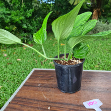 Load image into Gallery viewer, #100 Monstera Peru / Karstenianum