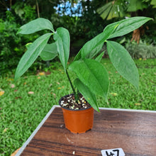 Load image into Gallery viewer, #47 Anthurium Digitatum