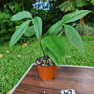 #47 Anthurium Digitatum