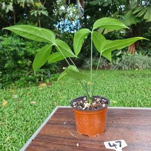 #47 Anthurium Digitatum