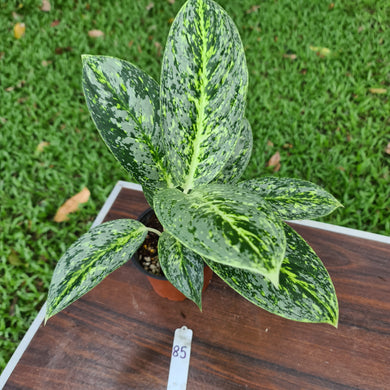 #85 Aglaonema 'Milky Way'