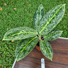 Load image into Gallery viewer, #85 Aglaonema &#39;Milky Way&#39;