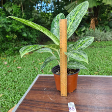 Load image into Gallery viewer, #85 Aglaonema &#39;Milky Way&#39;
