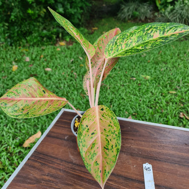 #45 Aglaonema 'Strip Tease'