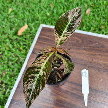 Load image into Gallery viewer, #12 Hoffmannia Ghiesbreghtii / Strawberry Splash