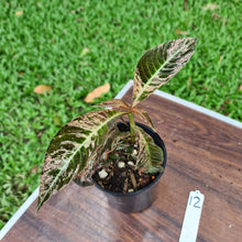Load image into Gallery viewer, #12 Hoffmannia Ghiesbreghtii / Strawberry Splash
