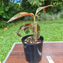 Load image into Gallery viewer, #12 Hoffmannia Ghiesbreghtii / Strawberry Splash