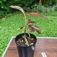 Load image into Gallery viewer, #12 Hoffmannia Ghiesbreghtii / Strawberry Splash