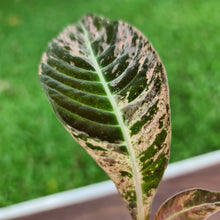 Load image into Gallery viewer, #12 Hoffmannia Ghiesbreghtii / Strawberry Splash