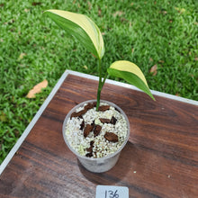 Load image into Gallery viewer, #136 Variegated Epipremnum Amplissimum - Rooted cutting