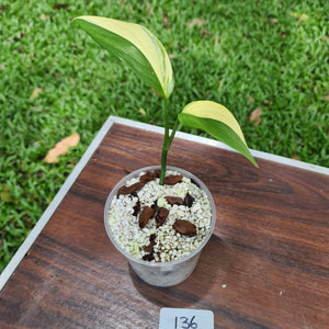 #136 Variegated Epipremnum Amplissimum - Rooted cutting