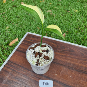 #136 Variegated Epipremnum Amplissimum - Rooted cutting