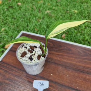 #136 Variegated Epipremnum Amplissimum - Rooted cutting